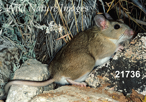 White-toothed Woodrat (Neotoma leucodon)